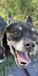 Reunited Male Dog last seen Praley st, pineburr ave, Valdese, NC 28690
