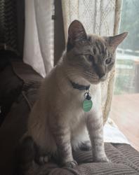 Lost Male Cat last seen E Wyoming place, Aurora, CO 80018