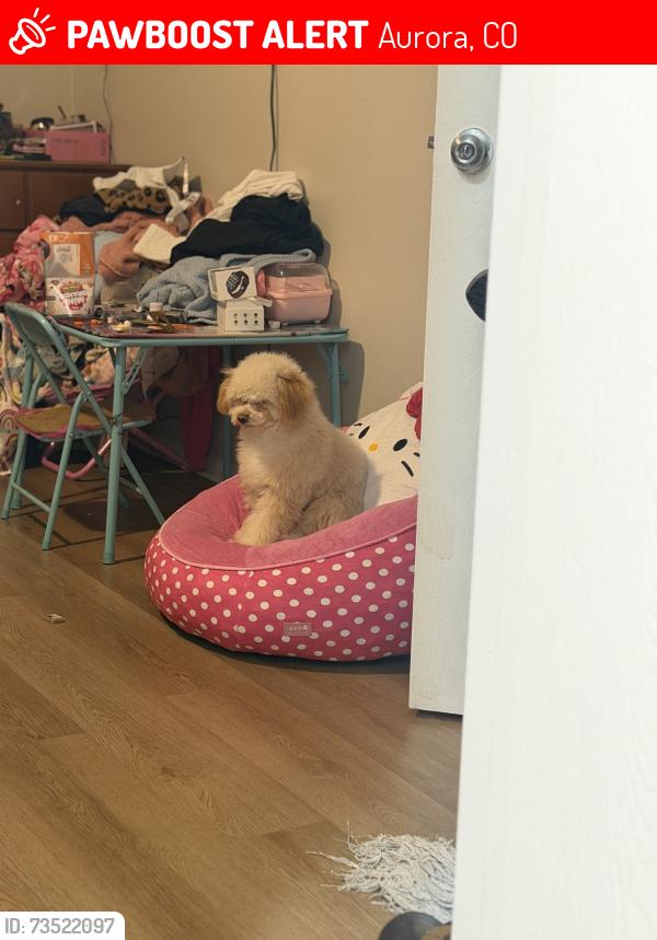Lost Female Dog last seen Near st Jamaica aurora, Aurora, CO 80010