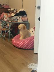Lost Female Dog last seen Near st Jamaica aurora, Aurora, CO 80010