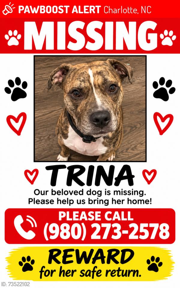Lost Female Dog last seen Shamrock Tipperary Sharon Amity, Charlotte, NC 28205