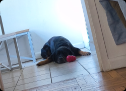 Shelter Stray Male Dog last seen Near Tiffany St, Bronx, NY 10459, BRONX, NY, 10459, 326 E 110th St, New York, NY 10029, USA
