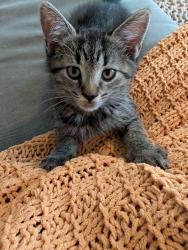 Shelter Stray Female Cat last seen Steinway Avenue, STATEN ISLAND, NY, 10314, 326 E 110th St, New York, NY 10029, USA