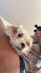 Lost Male Dog last seen Buckeye, Cleveland, OH 44120