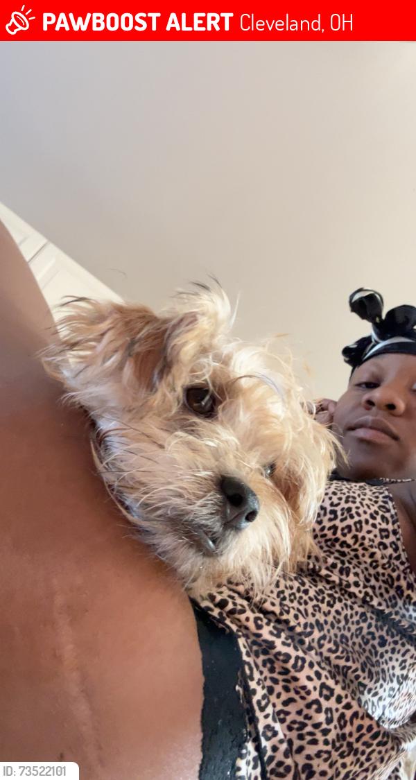 Lost Male Dog last seen Buckeye, Cleveland, OH 44120