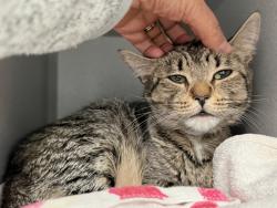 Shelter Stray Female Cat last seen in basement of 1271 Havermeyer Avenue, BRONX, NY, 10462, 326 E 110th St, New York, NY 10029, USA