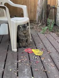 Lost Female Cat last seen On Se 78th Ave, north side of Powell blvd, Portland, OR 97206
