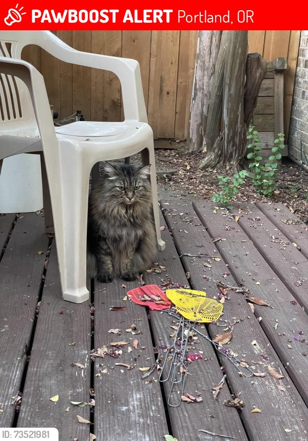 Lost Female Cat last seen On Se 78th Ave, north side of Powell blvd, Portland, OR 97206