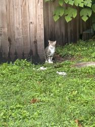 Found/Stray Male Cat last seen Near corridor, Hollywood, FL 33021