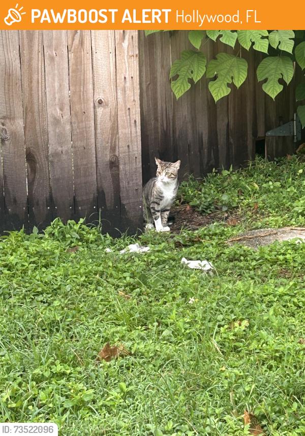 Found/Stray Male Cat last seen Near corridor, Hollywood, FL 33021