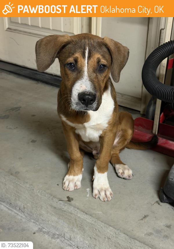 Found/Stray Male Dog last seen Sooner and se 80th street, Oklahoma City, OK 73135