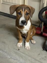 Found/Stray Male Dog last seen Sooner and se 80th street, Oklahoma City, OK 73135