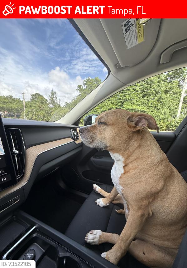 Lost Female Dog last seen North Ola and north neveda, Tampa, FL 33602