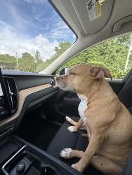 Lost Female Dog last seen North Ola and north neveda, Tampa, FL 33602