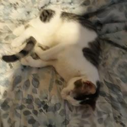 Found/Stray Male Cat last seen Near 5th st NE Minneapolis MN, Minneapolis, MN 55418