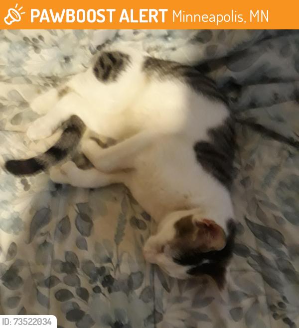 Found/Stray Male Cat last seen Near 5th st NE Minneapolis MN, Minneapolis, MN 55418
