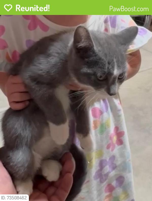 Reunited Male Cat last seen Pacific Springs Neighborhood, Eagle Mountain, UT 84005