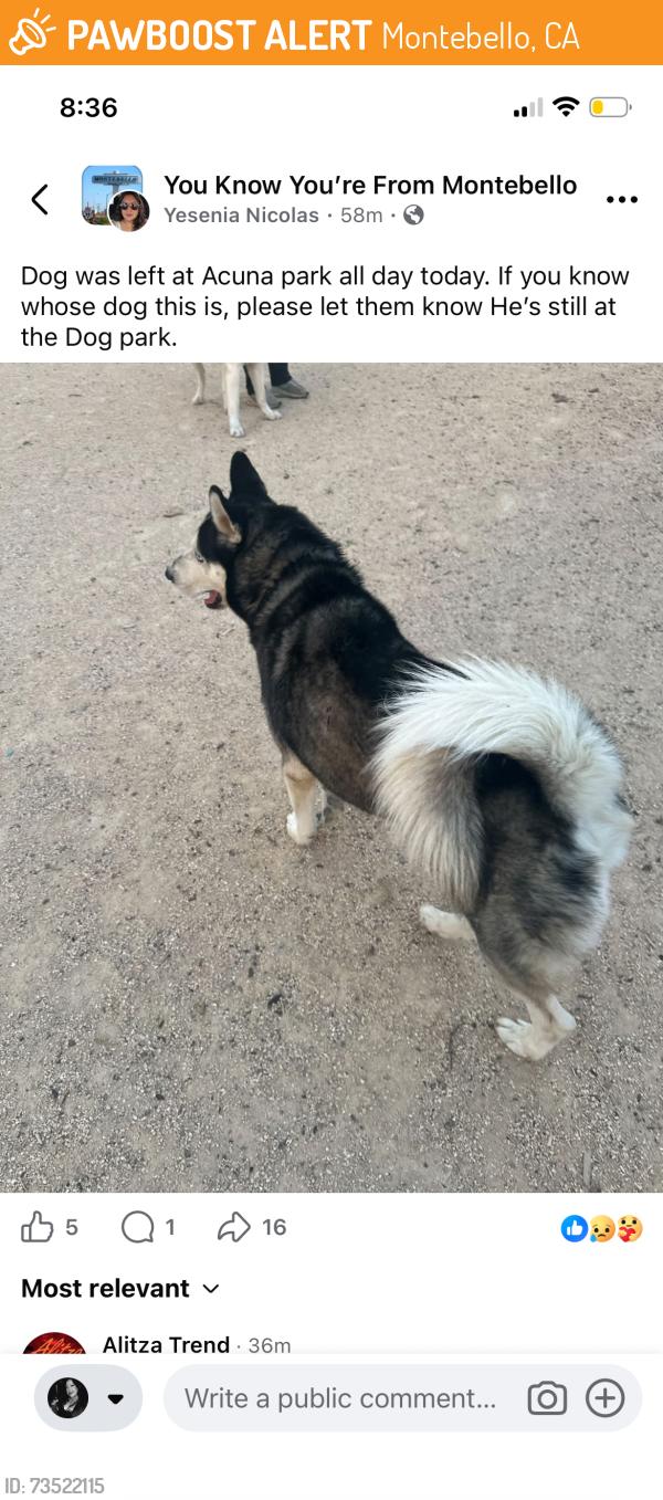 Found/Stray Male Dog last seen montebello ca, Montebello, CA 90640