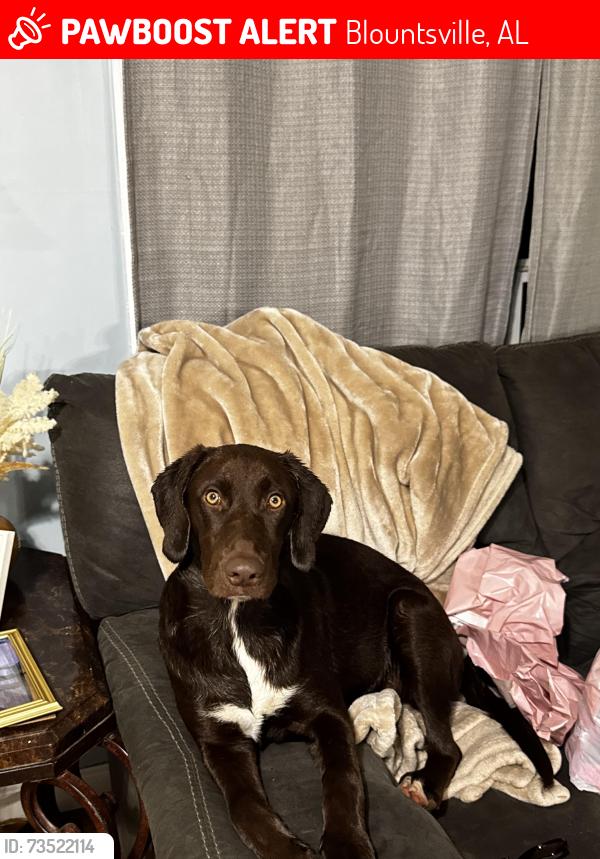 Lost Female Dog last seen County Highway 10, Blountsville, AL 35031