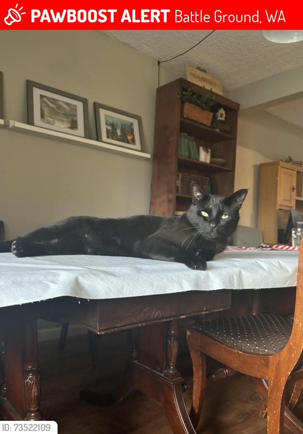 Lost Male Cat last seen Main st and grace ave, Battle Ground, WA 98604