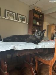 Lost Male Cat last seen Main st and grace ave, Battle Ground, WA 98604