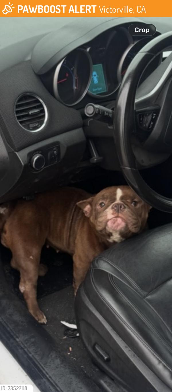 Found/Stray Female Dog last seen Seneca st Victorville Ca, Victorville, CA 92394