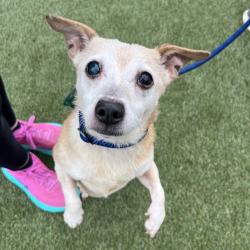 Shelter Stray Female Dog last seen , Animal Care & Control Team of Philly, 111 W Hunting Park Ave, Philadelphia, PA 19140, USA