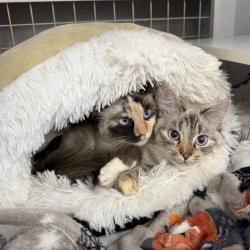 Shelter Stray Female Cat last seen , Animal Care & Control Team of Philly, 111 W Hunting Park Ave, Philadelphia, PA 19140, USA