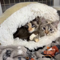 Shelter Stray Female Cat last seen , Animal Care & Control Team of Philly, 111 W Hunting Park Ave, Philadelphia, PA 19140, USA
