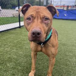 Shelter Stray Female Dog last seen , Animal Care & Control Team of Philly, 111 W Hunting Park Ave, Philadelphia, PA 19140, USA