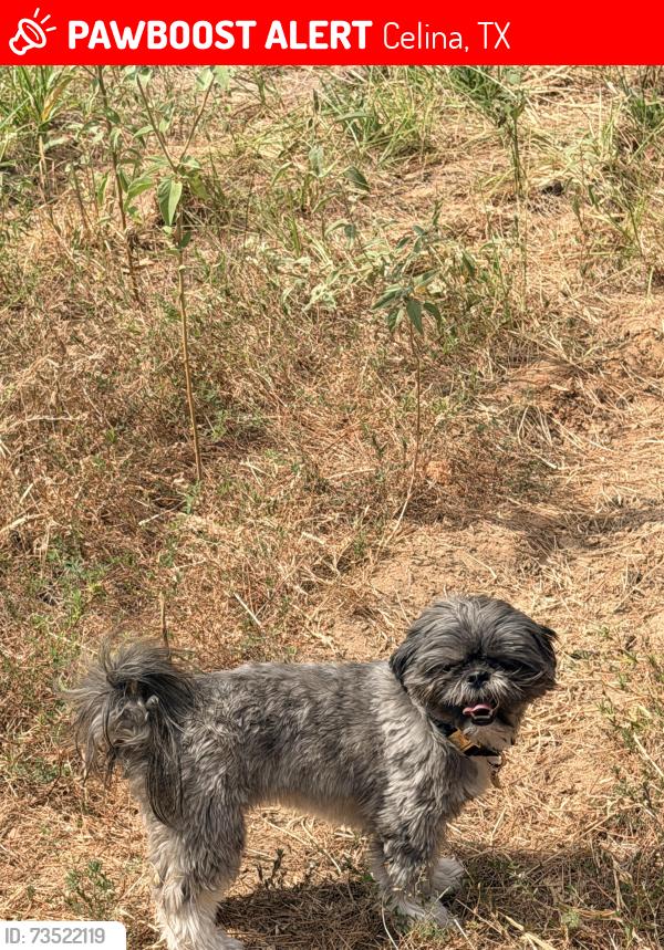 Lost Female Dog last seen Moore Middle School, Celina, TX 75009