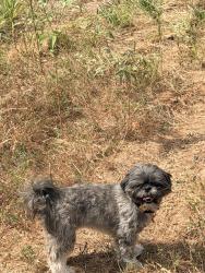 Lost Female Dog last seen Moore Middle School, Celina, TX 75009