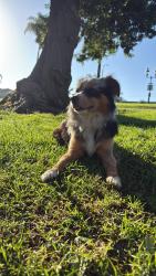 Reunited Male Dog last seen 7eleven, Chula Vista, CA 91910
