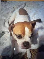 Lost Male Dog last seen southside of syracuse, Syracuse, NY 13207