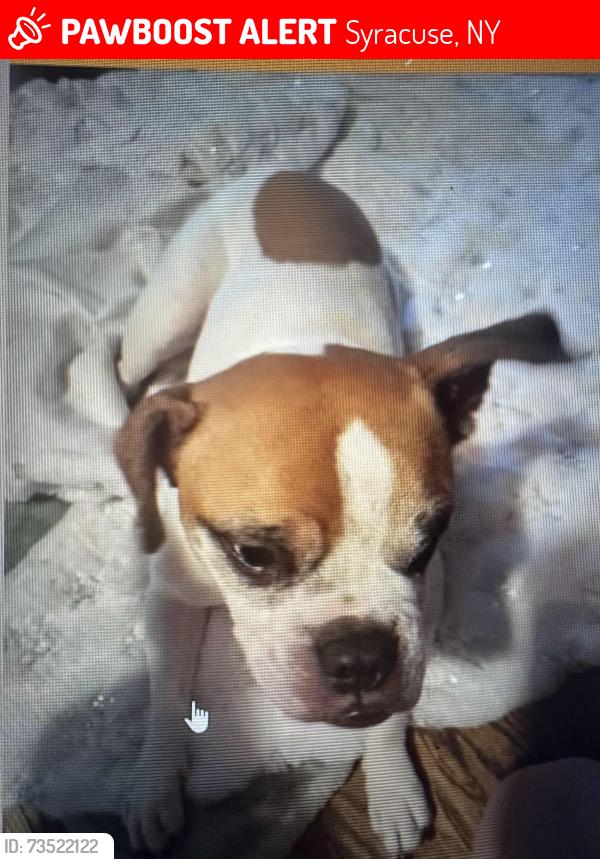 Lost Male Dog last seen southside of syracuse, Syracuse, NY 13207