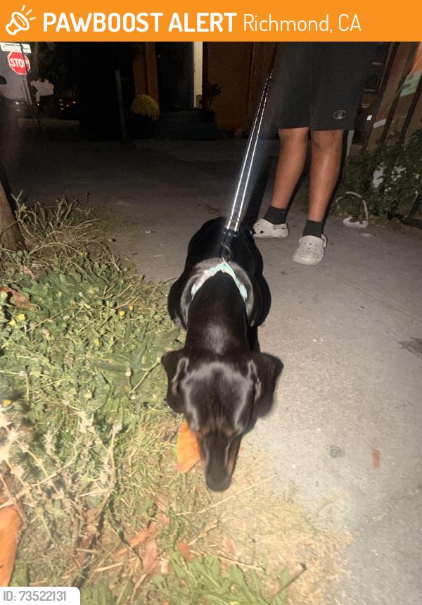 Found/Stray Male Dog last seen Near 15th st Richmond ca, Richmond, CA 94801