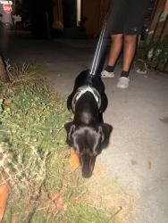 Found/Stray Male Dog last seen Near 15th st Richmond ca, Richmond, CA 94801