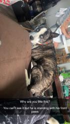Lost Male Dog last seen East 135th and Shady Oak Boulevard, Garfield Heights, OH 44125
