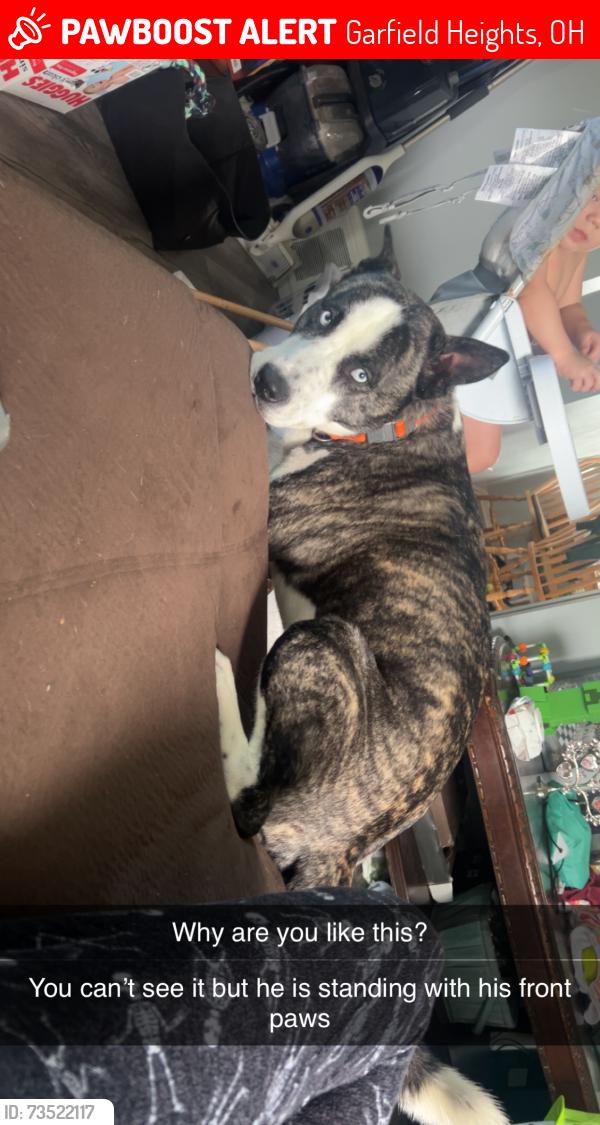 Lost Male Dog last seen East 135th and Shady Oak Boulevard, Garfield Heights, OH 44125