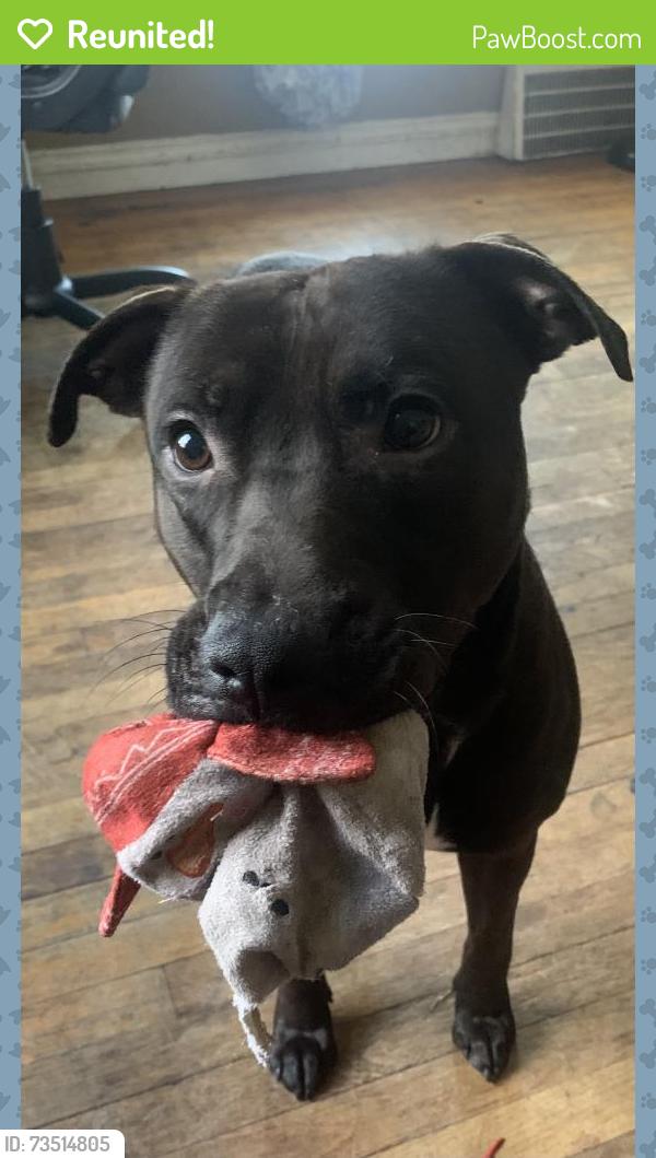 Reunited Male Dog last seen Penn street, Inkster, MI 48141