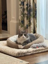 Reunited Male Cat last seen Near Harper St, Houston, TX 77005, USA, Houston, TX 77005