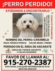 Lost Male Dog last seen Shirley ave, El Paso, TX 79915