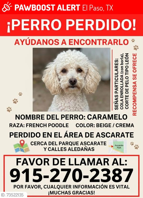 Lost Male Dog last seen Shirley ave, El Paso, TX 79915