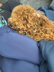 Reunited Female Dog last seen Bert Ferguson park, Memphis, TN 38018