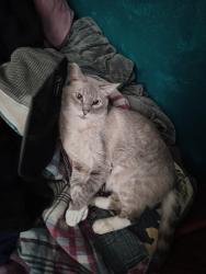Lost Male Cat last seen Buckley and Mansfield, Aurora, CO 80013