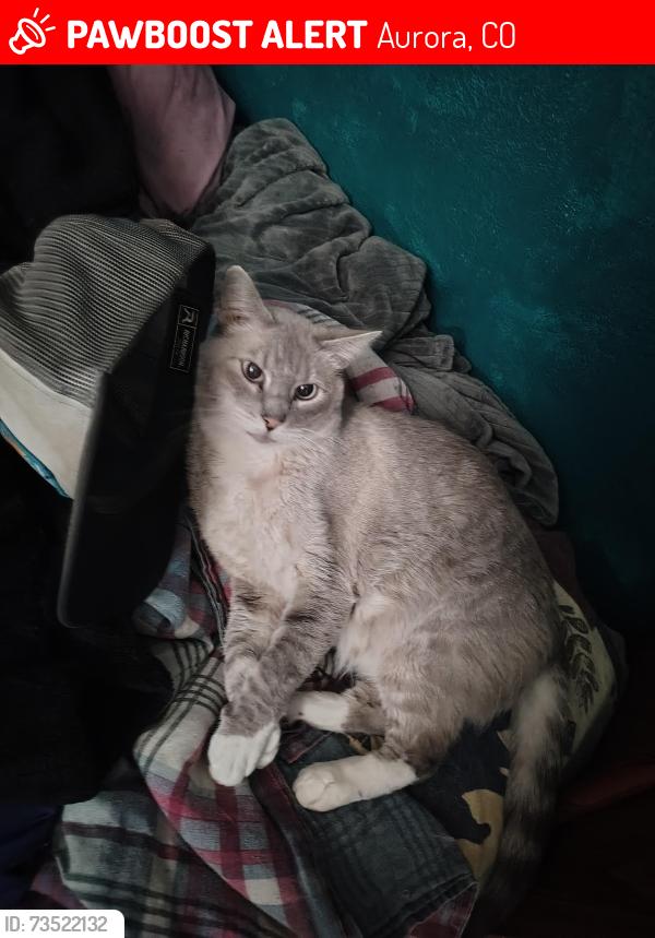 Lost Male Cat last seen Buckley and Mansfield, Aurora, CO 80013