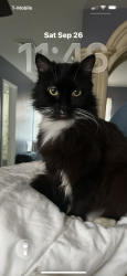 Lost Female Cat last seen Sunnyhill Core Creek ests, Langhorne, PA 19047