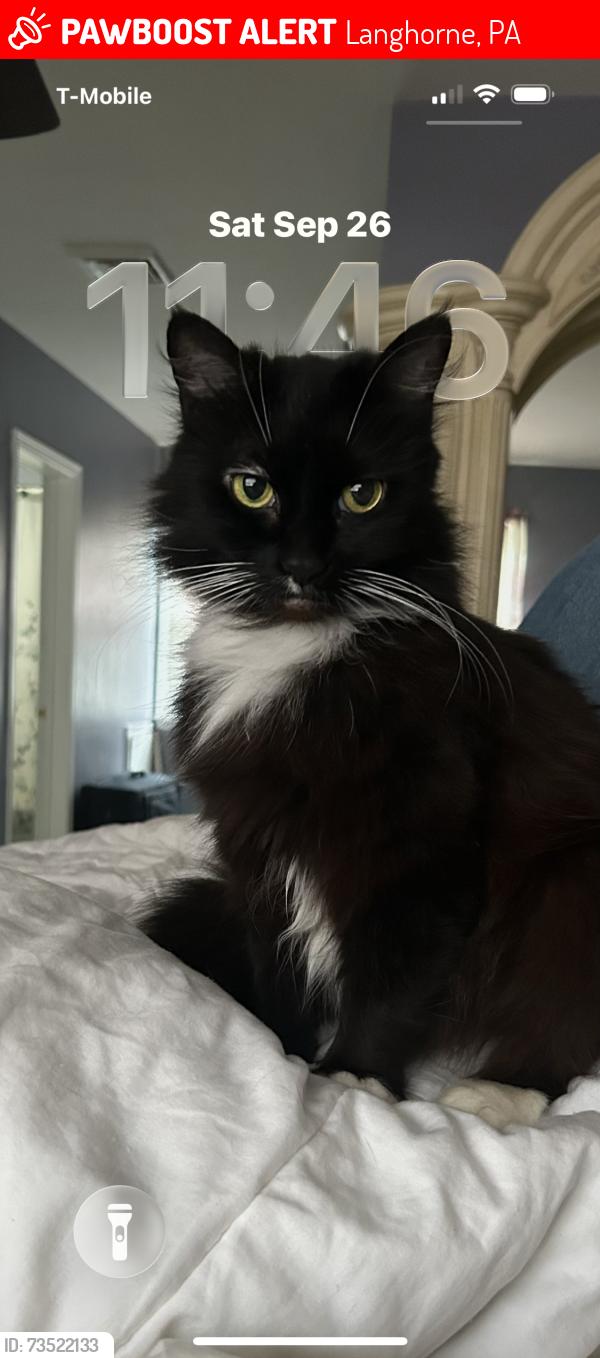 Lost Female Cat last seen Sunnyhill Core Creek ests, Langhorne, PA 19047