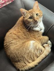 Reunited Female Cat last seen Meadow Ranch Pkwy apmts, Fort Bend County, TX 77407