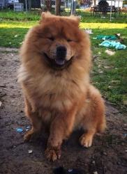 Found/Stray Unknown Dog last seen Side of road on Highway 41 between Milner heading towards Spaulding County, Milner, GA 30257